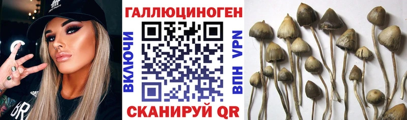как найти закладки  Карабаново  Псилоцибиновые грибы MAGIC MUSHROOMS 